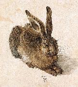 Albrecht Durer Young Hare Germany oil painting artist